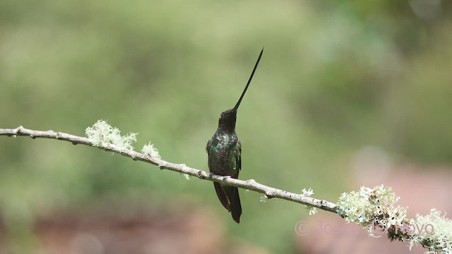 Sword-billed Hummingbird - ML608922127