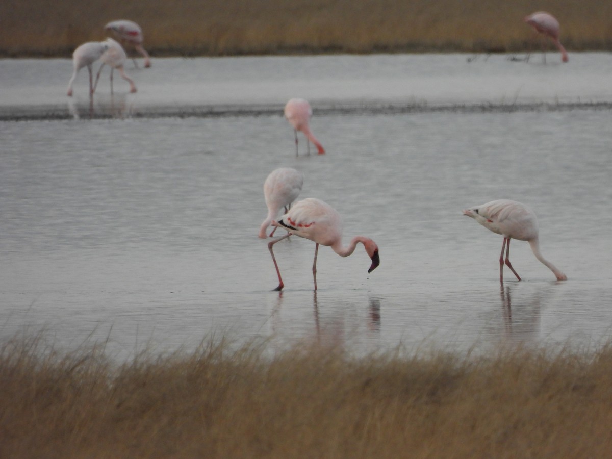Lesser Flamingo - ML608922429