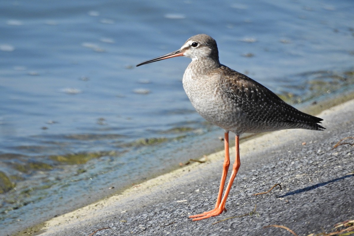 Spotted Redshank - ML608922798