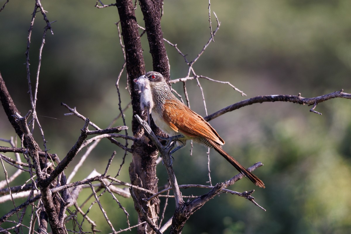 White-browed Coucal - ML608922800