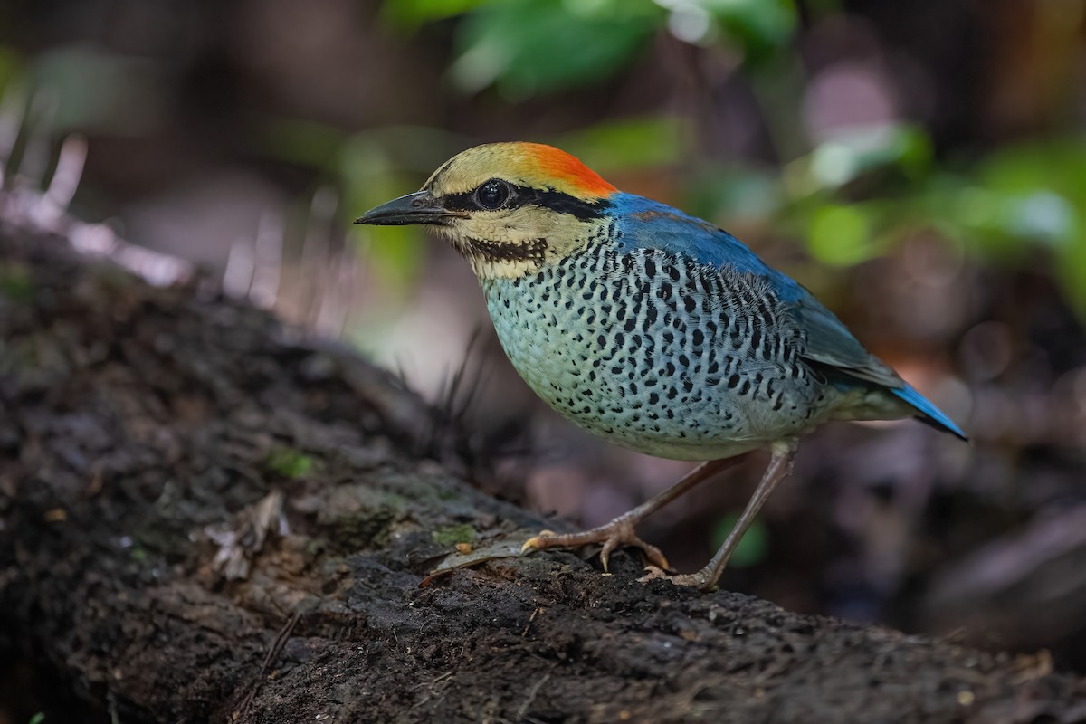 Blue Pitta - ML608923308