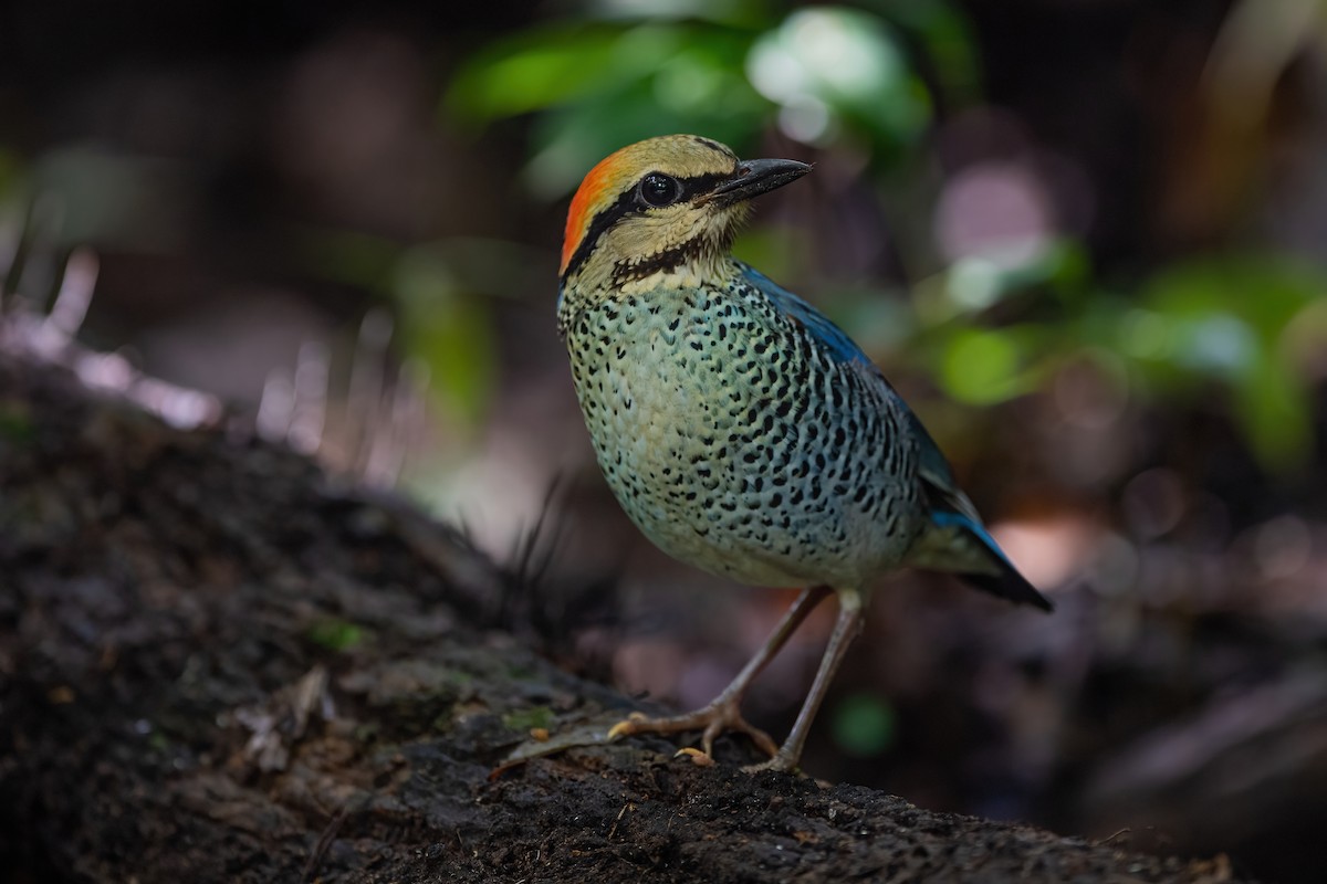 Blue Pitta - ML608923318