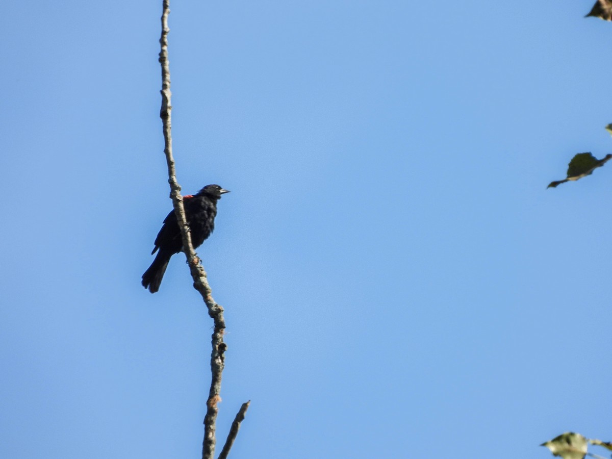 Red-winged Blackbird - Susan Brauning