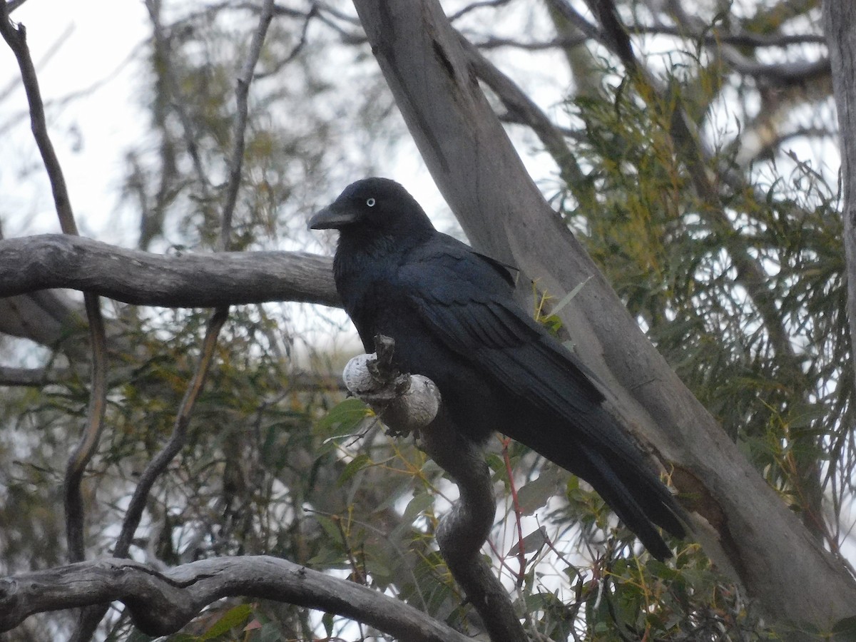 Corbeau de Tasmanie - ML608924108