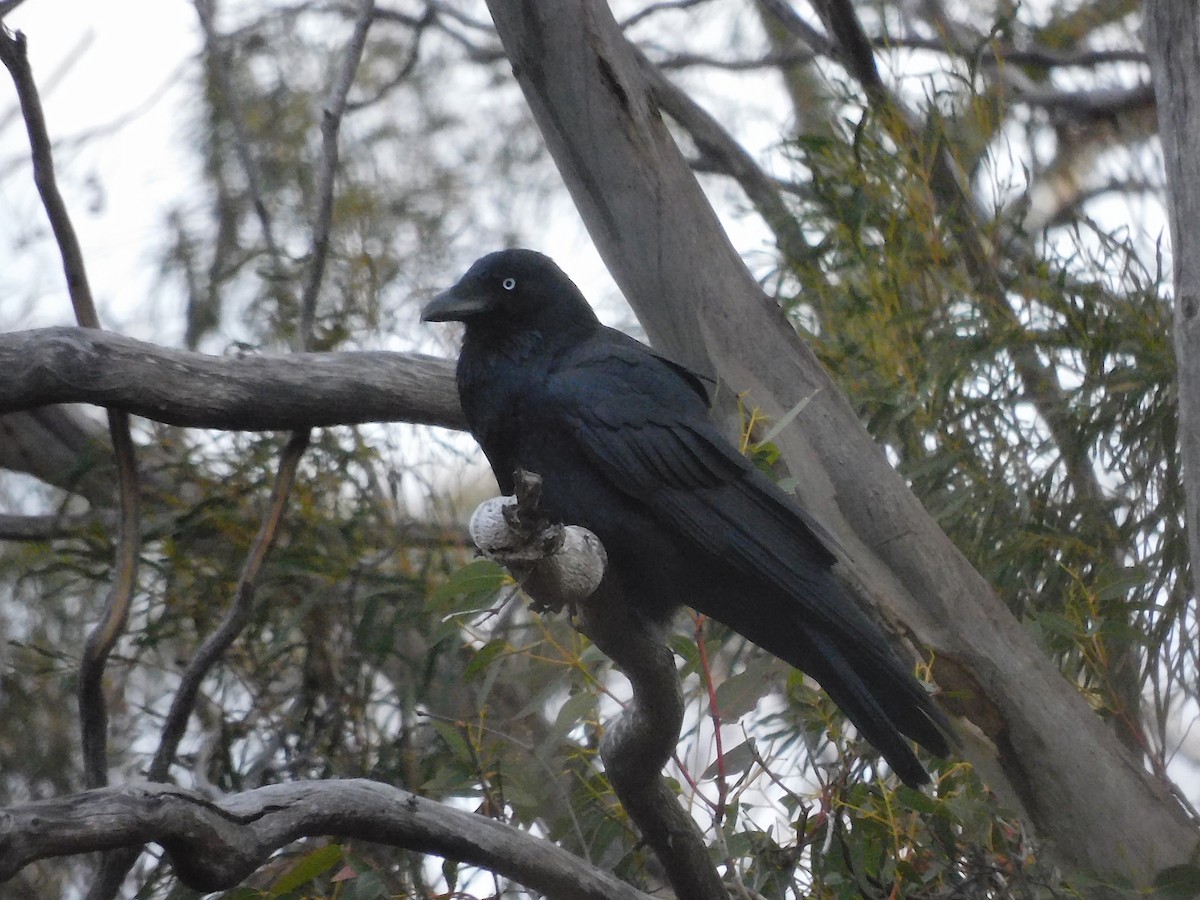 Corbeau de Tasmanie - ML608924130