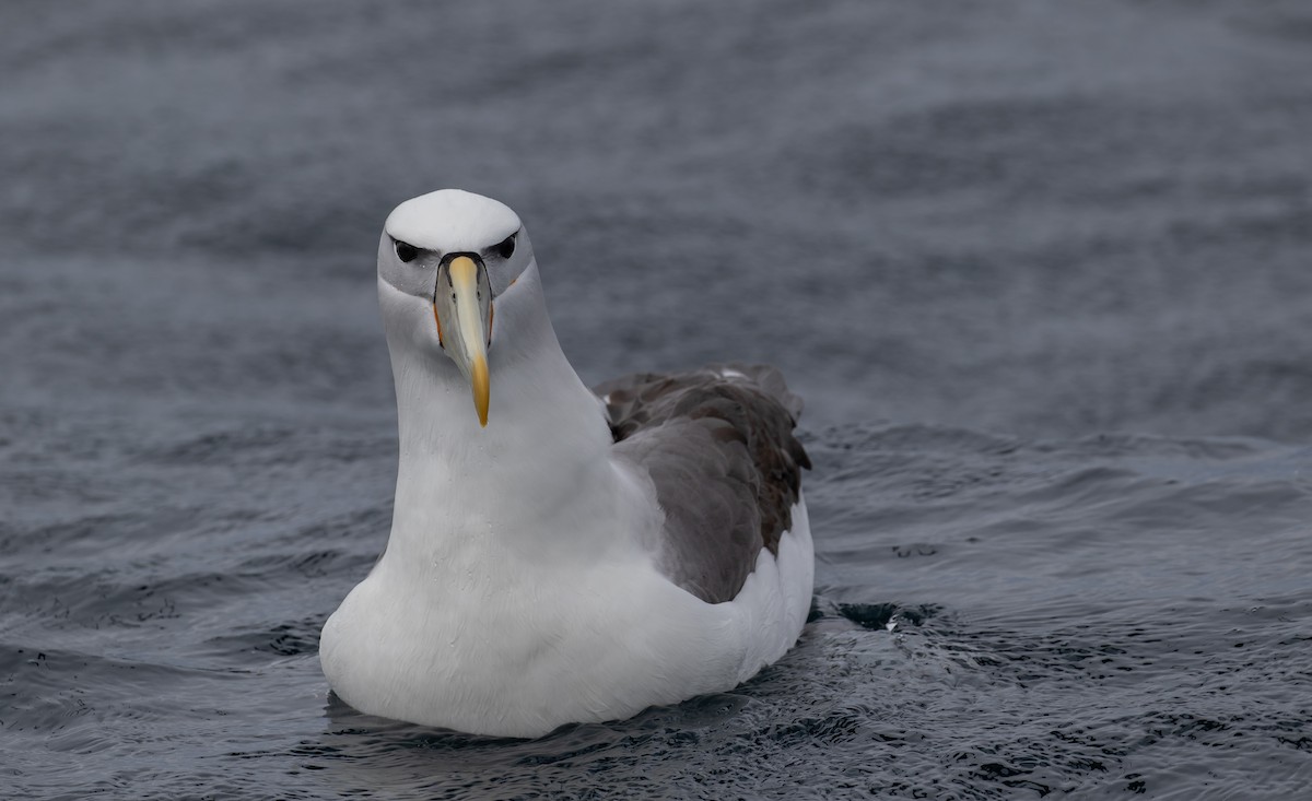 White-capped Albatross - ML608924139