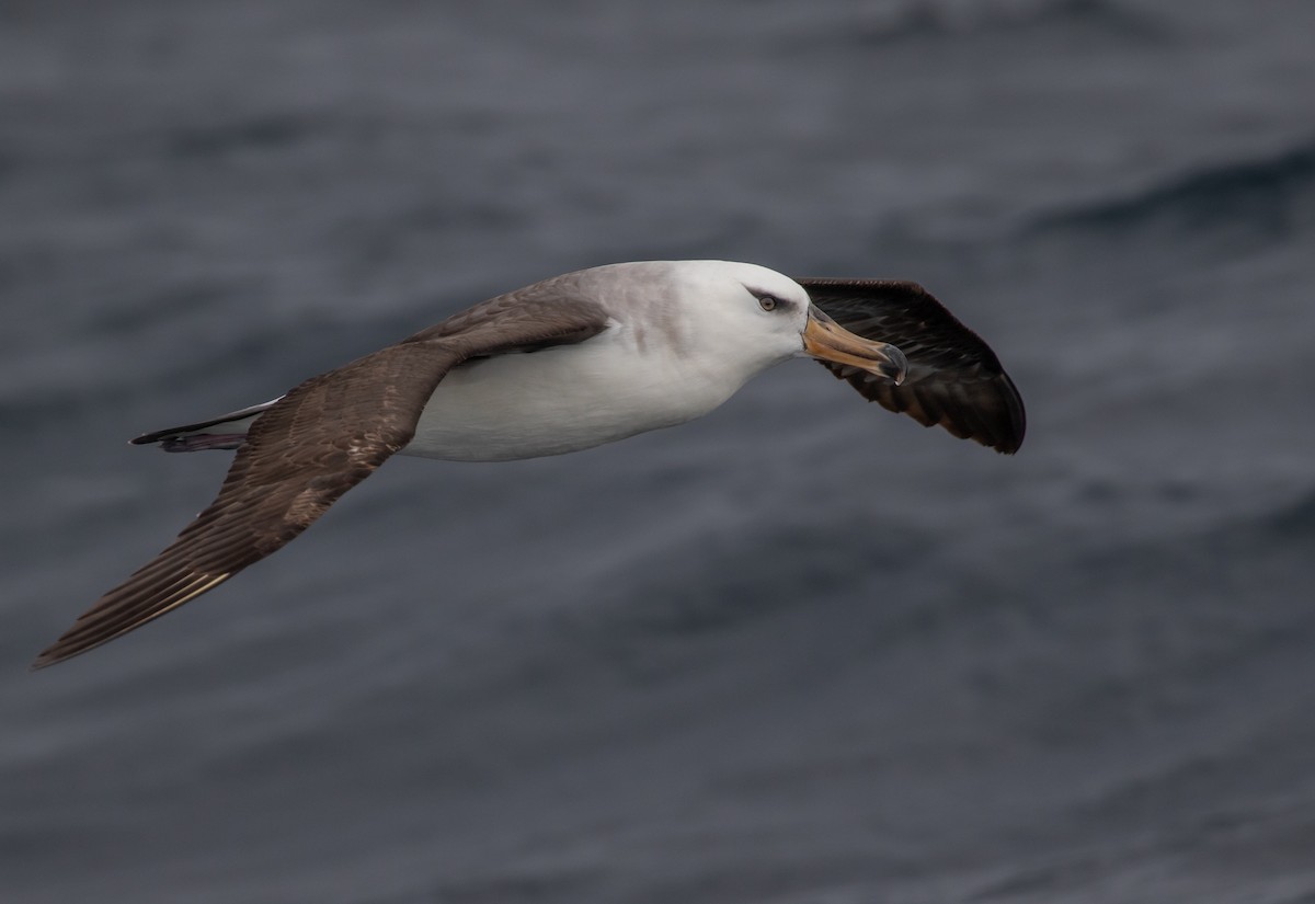 Black-browed Albatross (Campbell) - ML608924142