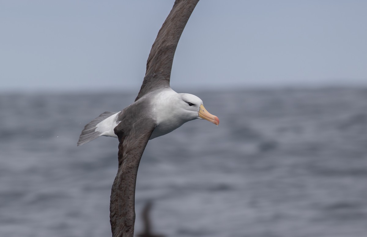 Black-browed Albatross (Black-browed) - ML608924144