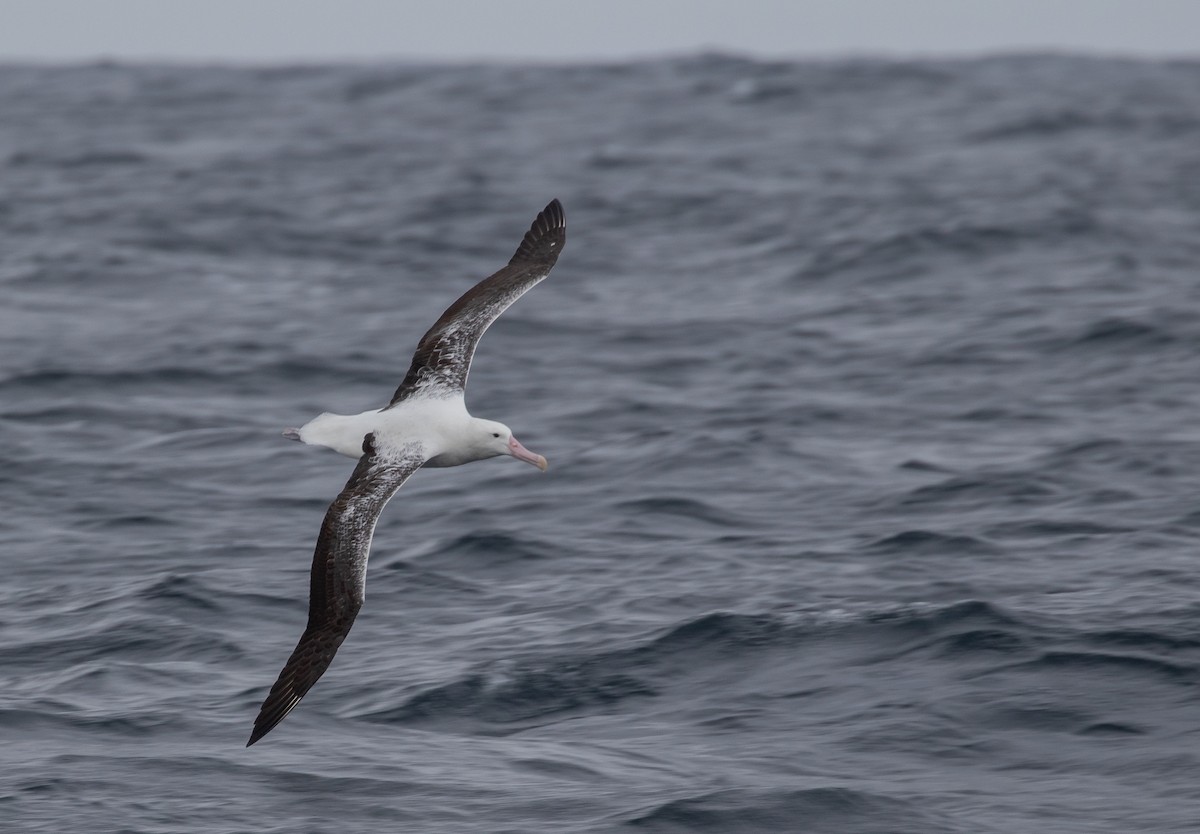 Royal Albatross (Southern) - ML608924146