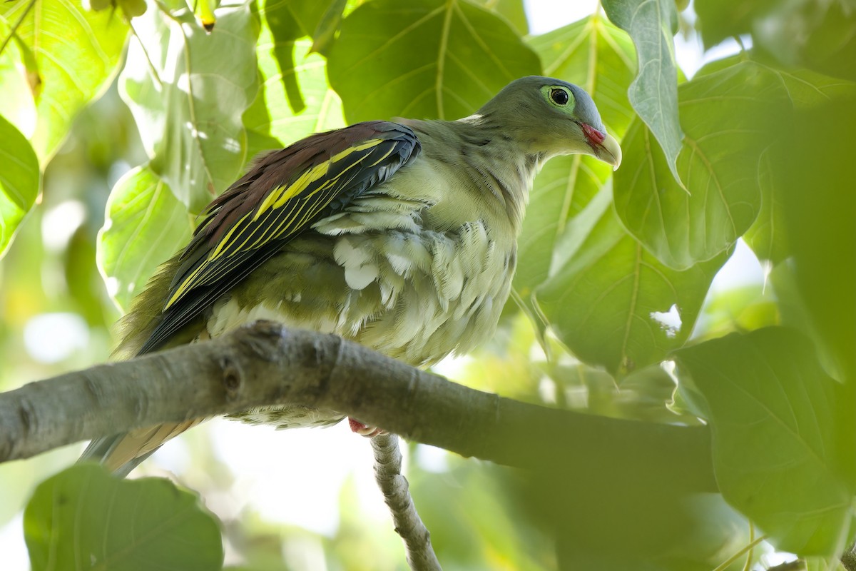 Thick-billed Green-Pigeon (Thick-billed) - ML608924153