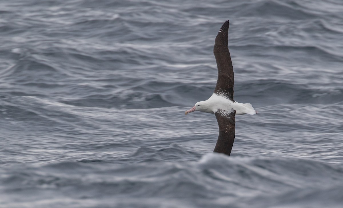 Royal Albatross (Northern) - ML608924158