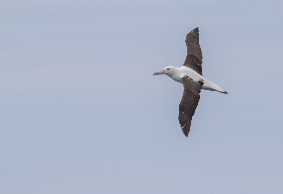Royal Albatross (Northern) - ML608924159