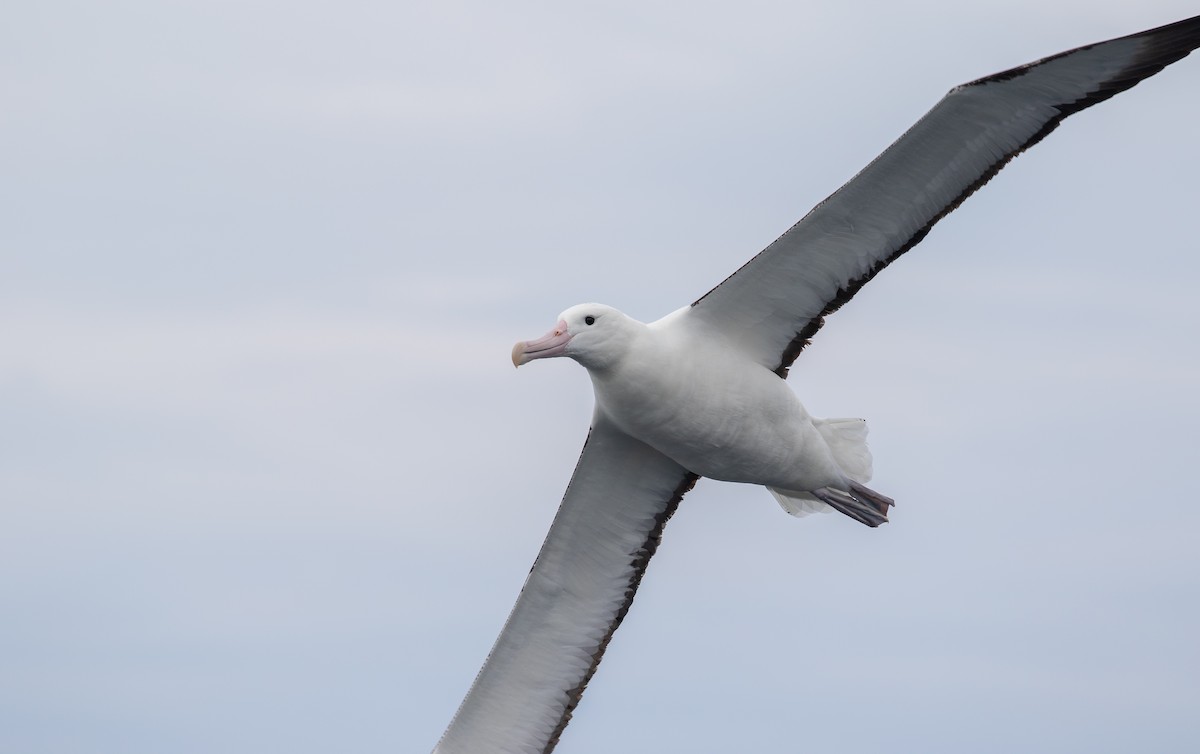 Royal Albatross (Northern) - ML608924160
