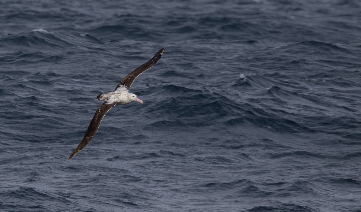 Wandering Albatross (Snowy) - ML608924164