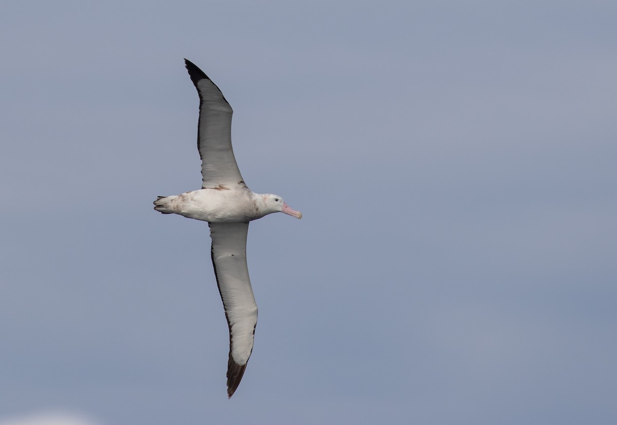 Wandering Albatross (Snowy) - ML608924171