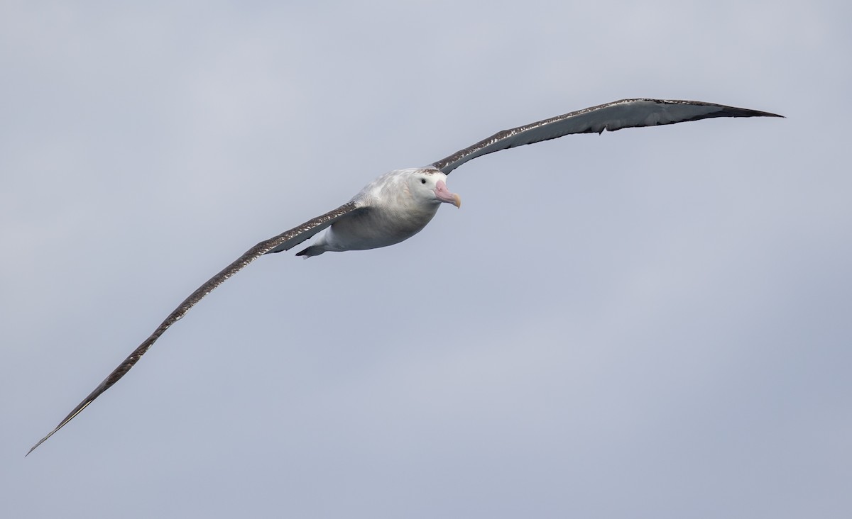 Wandering Albatross (Gibson's) - ML608924179