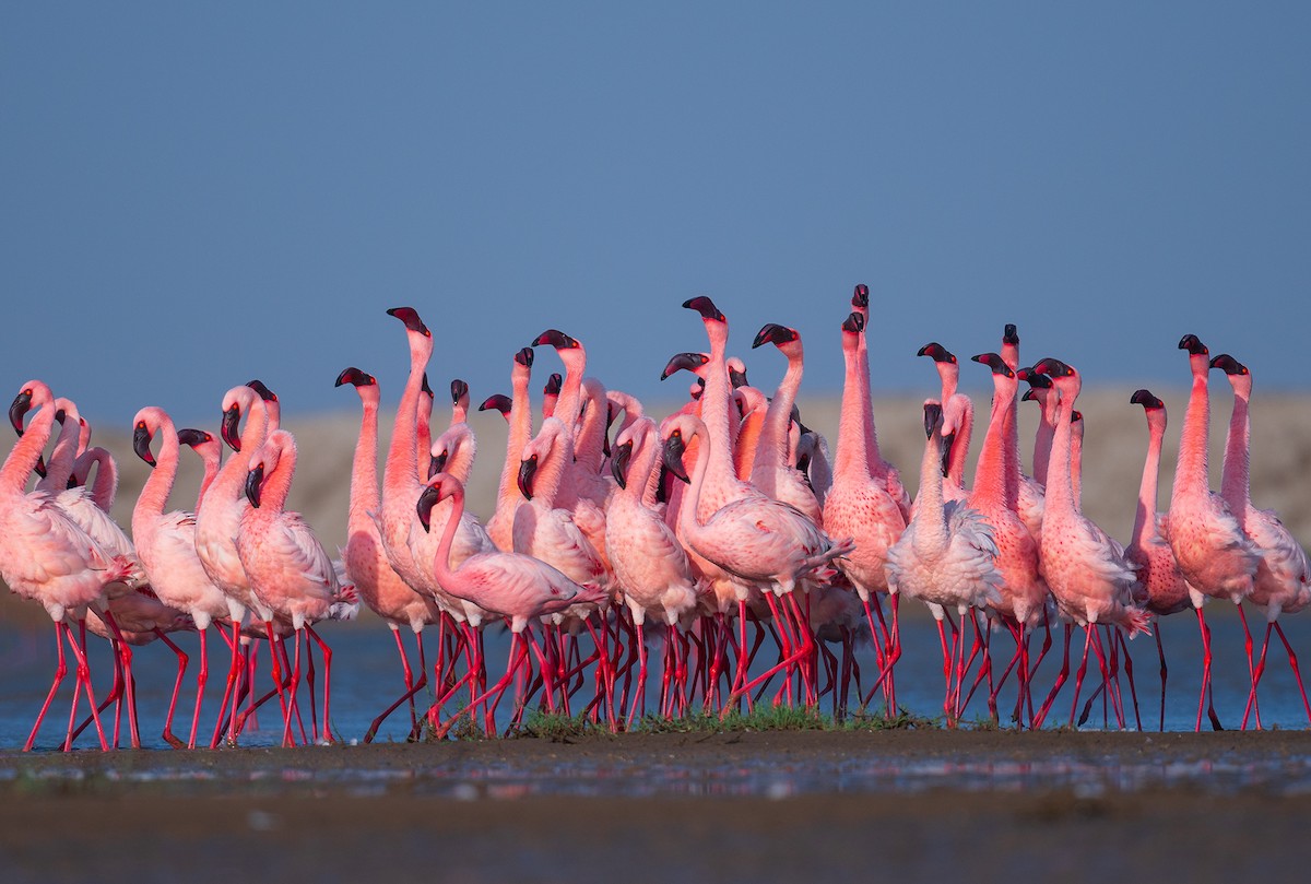 Lesser Flamingo - Saswat Mishra