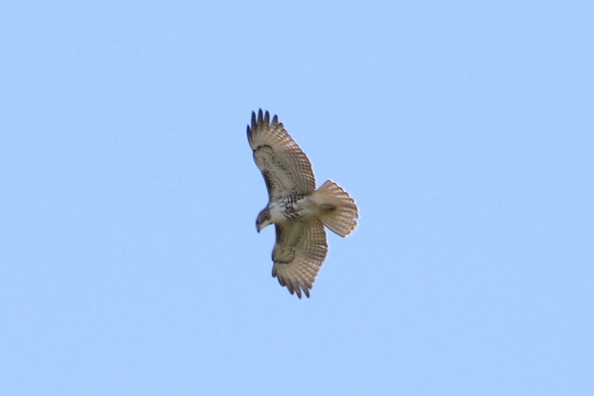 Red-tailed Hawk - ML608924253