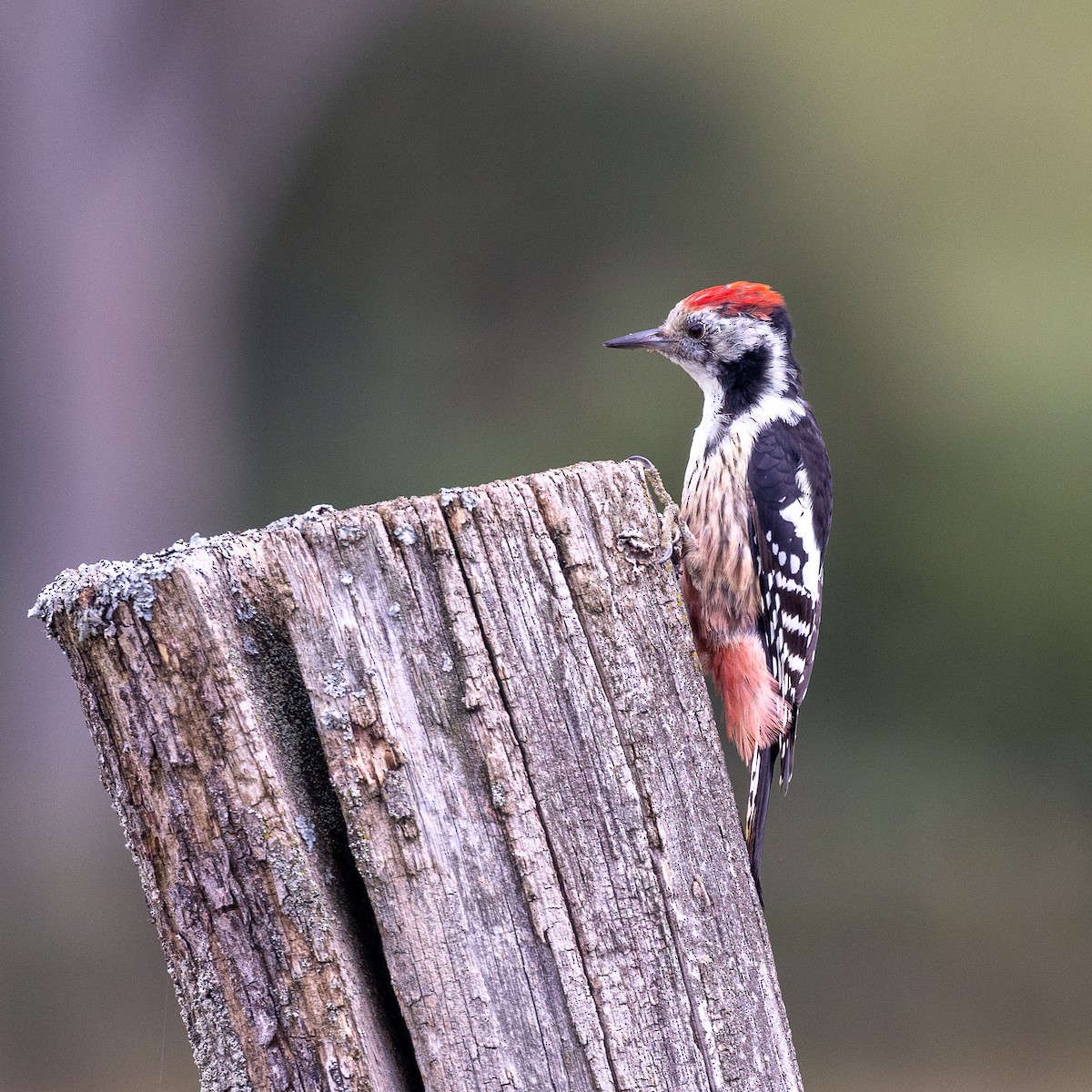 Middle Spotted Woodpecker - ML608924713