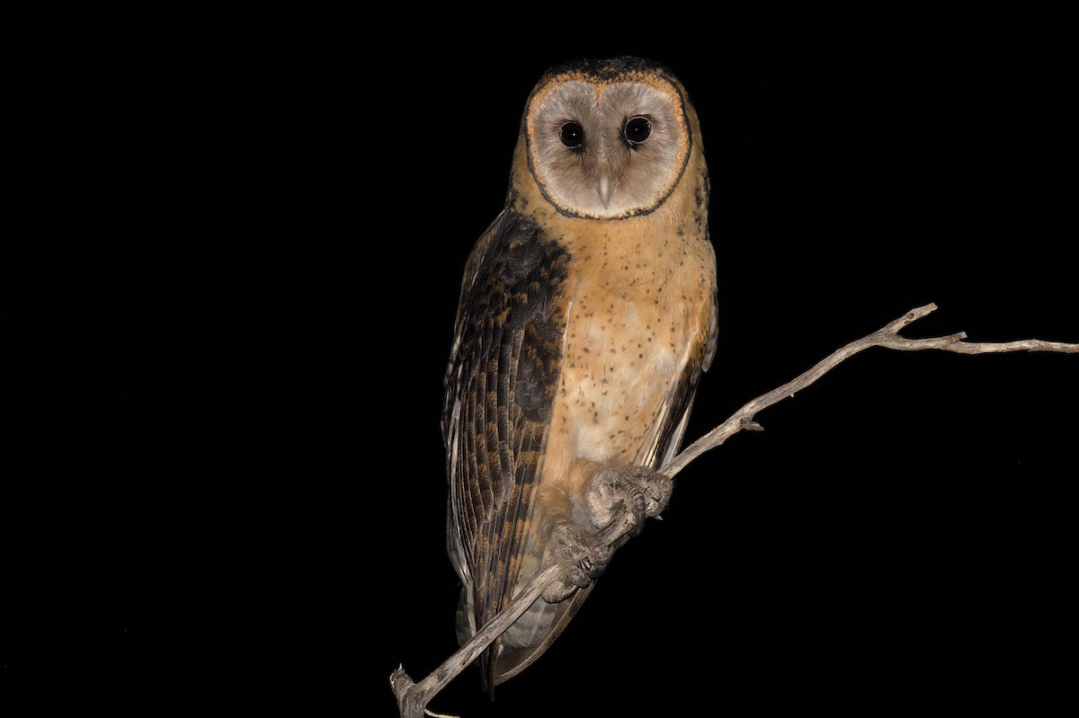 Australian Masked-Owl - ML608924739