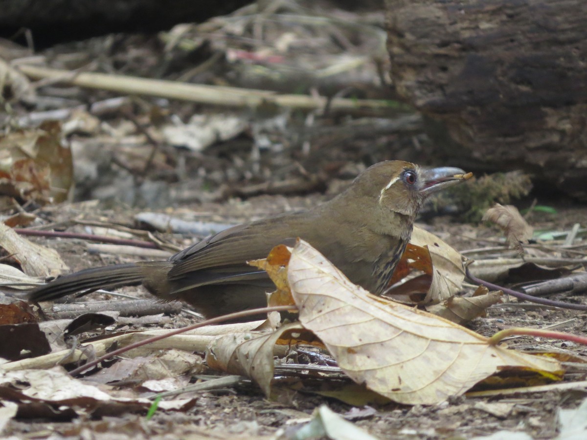 Spot-breasted Laughingthrush - ML608925066