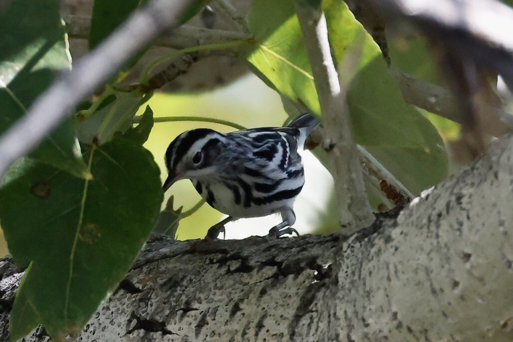 Black-and-white Warbler - ML608925145