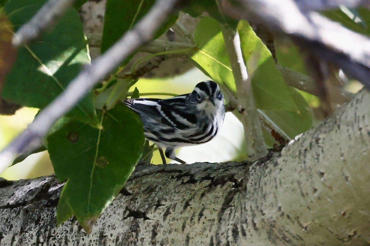 Black-and-white Warbler - ML608925146