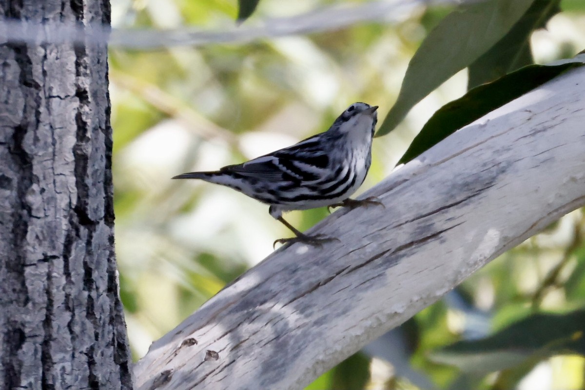 Black-and-white Warbler - ML608925147