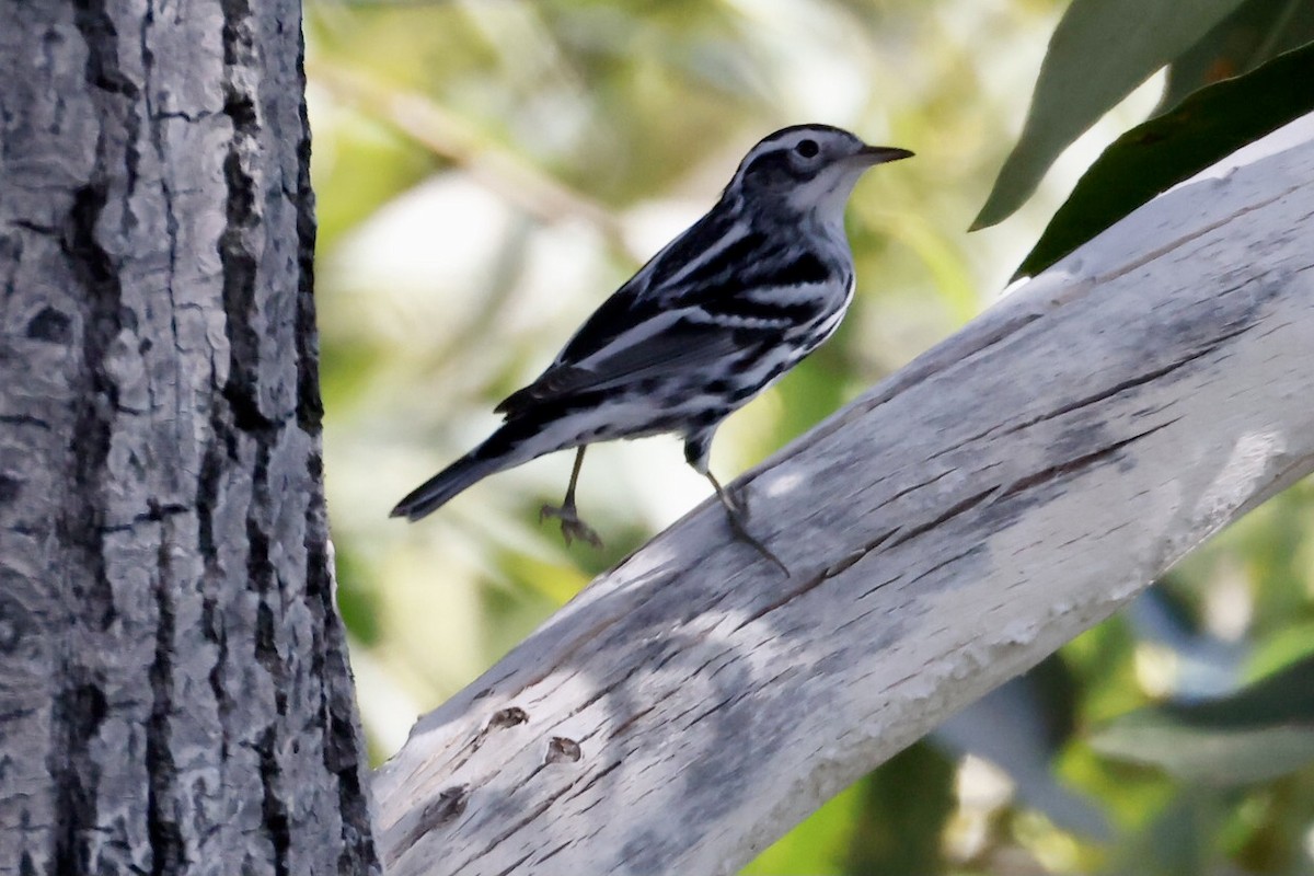 Black-and-white Warbler - ML608925148