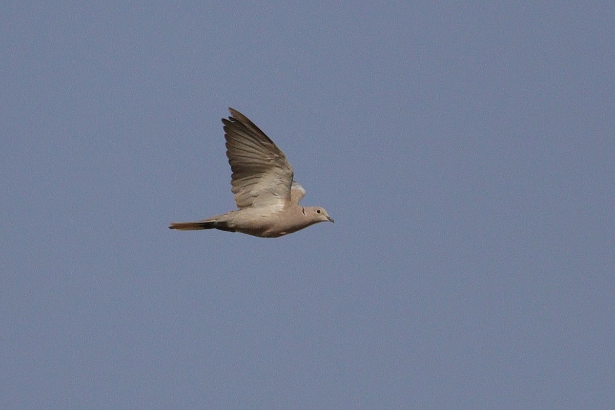 Eurasian Collared-Dove - ML608925255