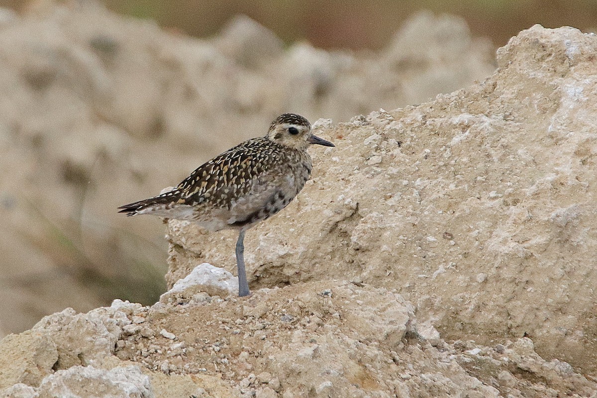 Pacific Golden-Plover - Chris Chafer