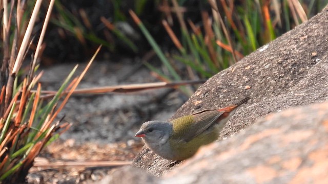  - Angola Waxbill