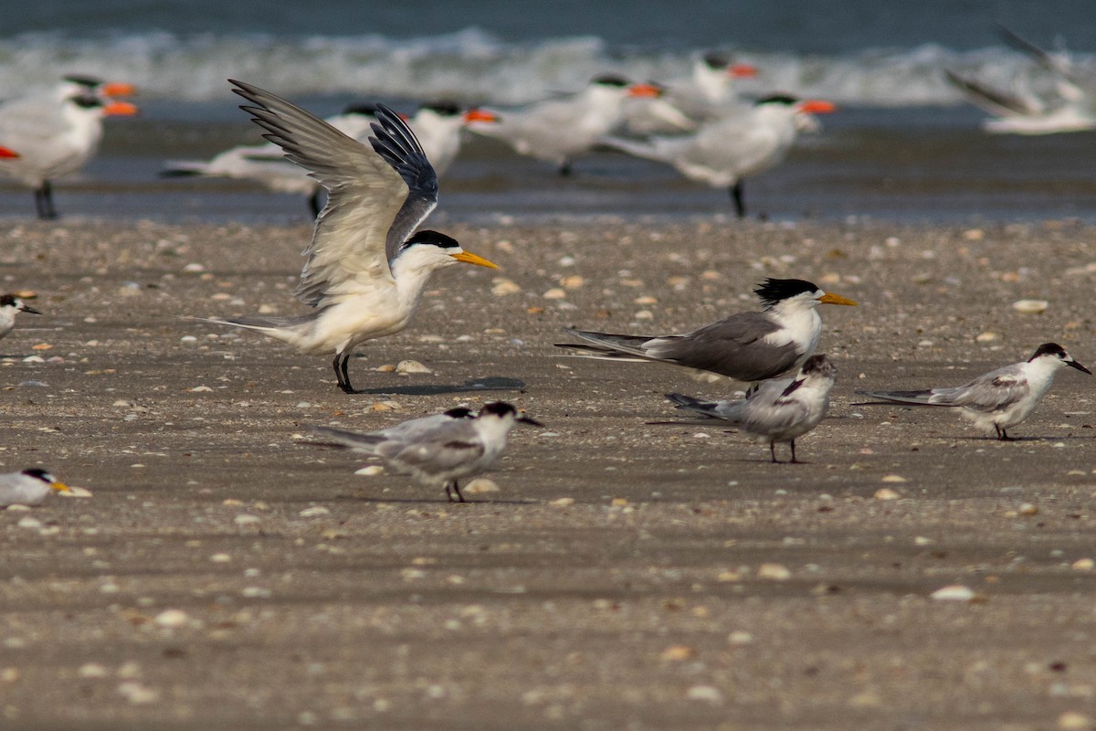 Great Crested Tern - ML608925765