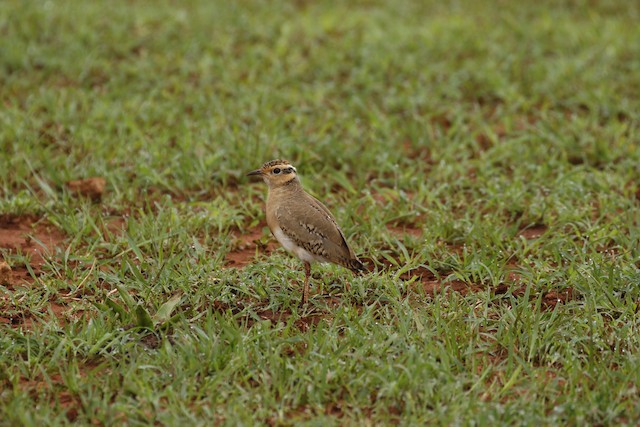 Preformative Molt. - Temminck's Courser - 