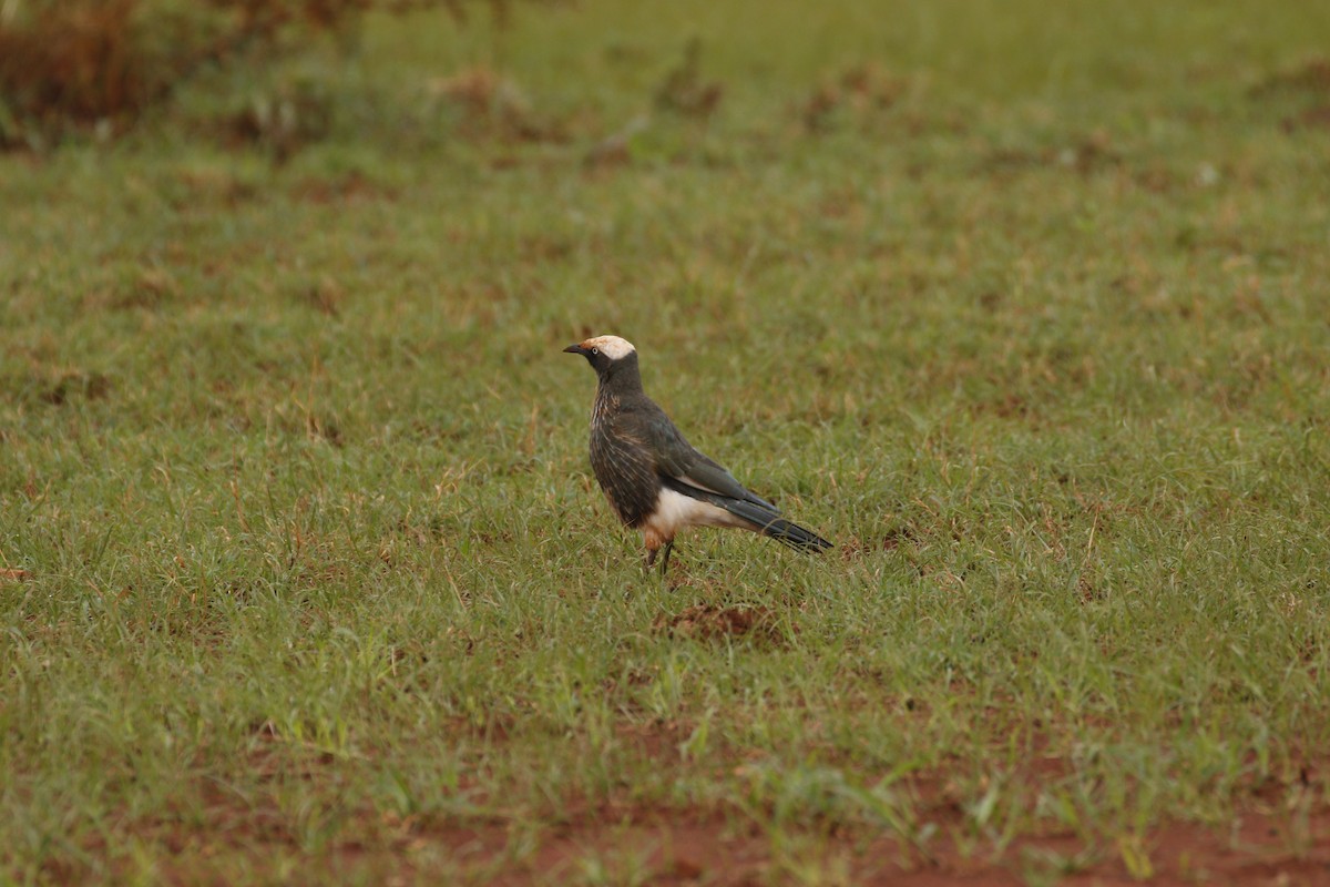 White-crowned Starling - ML608925890