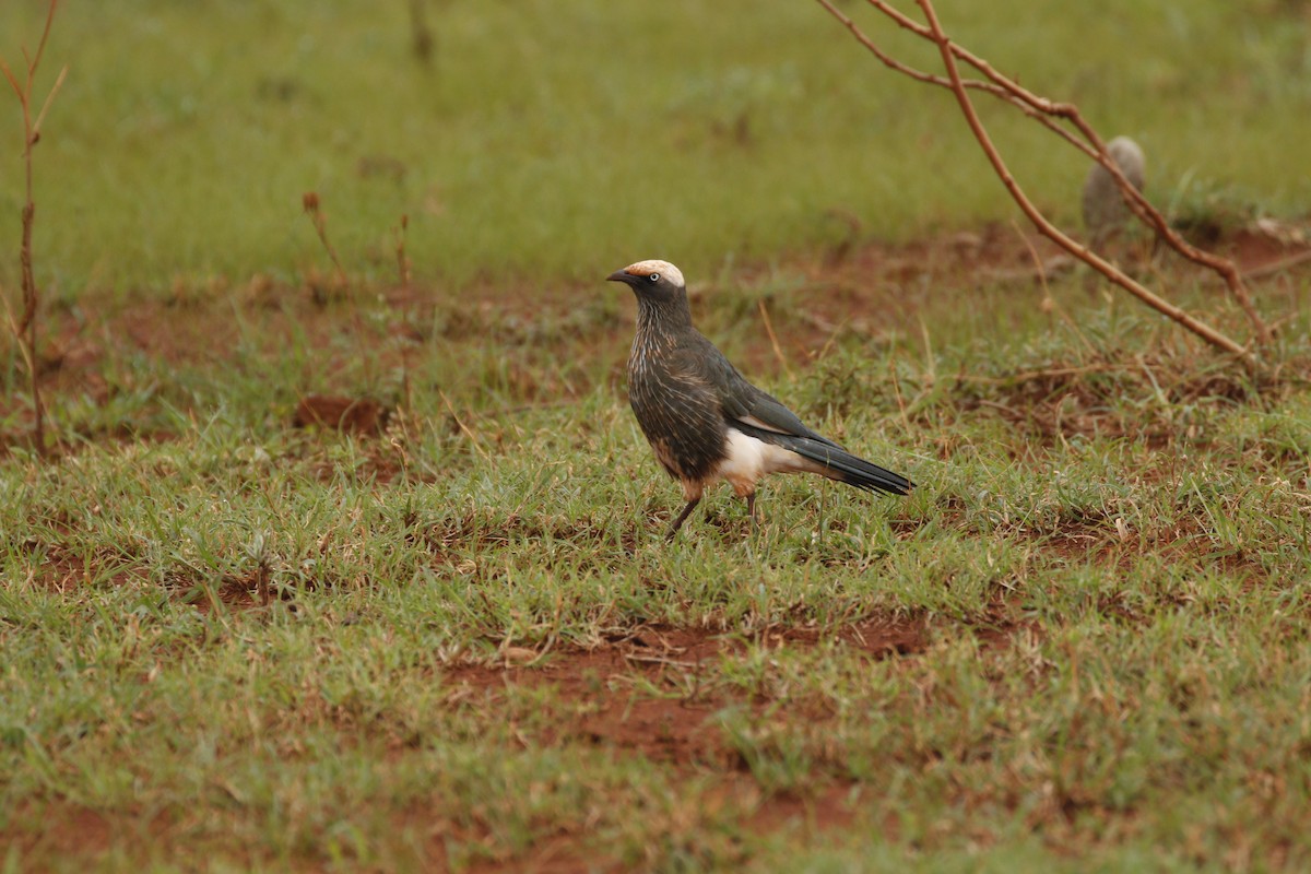 White-crowned Starling - ML608925893