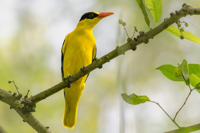 Black-naped Oriole - eBird