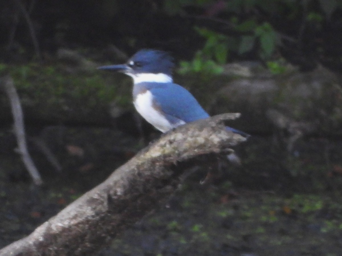 Belted Kingfisher - ML608926052