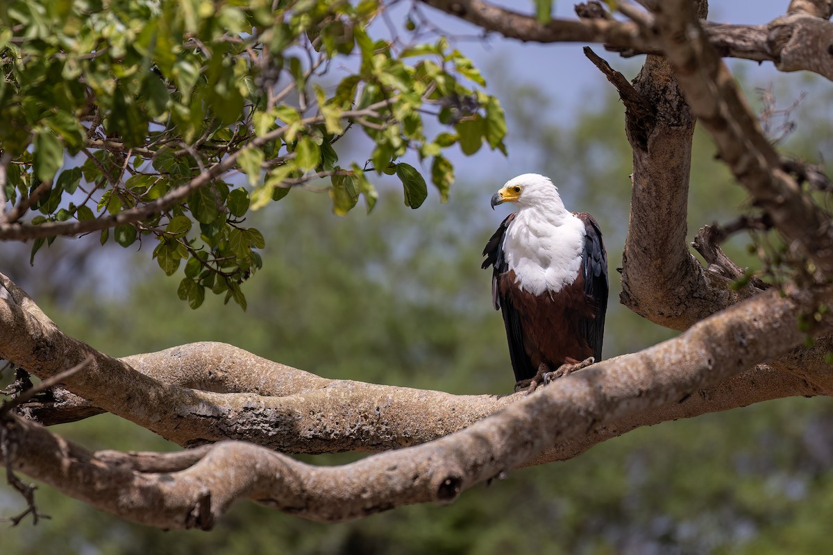 African Fish-Eagle - ML608926074