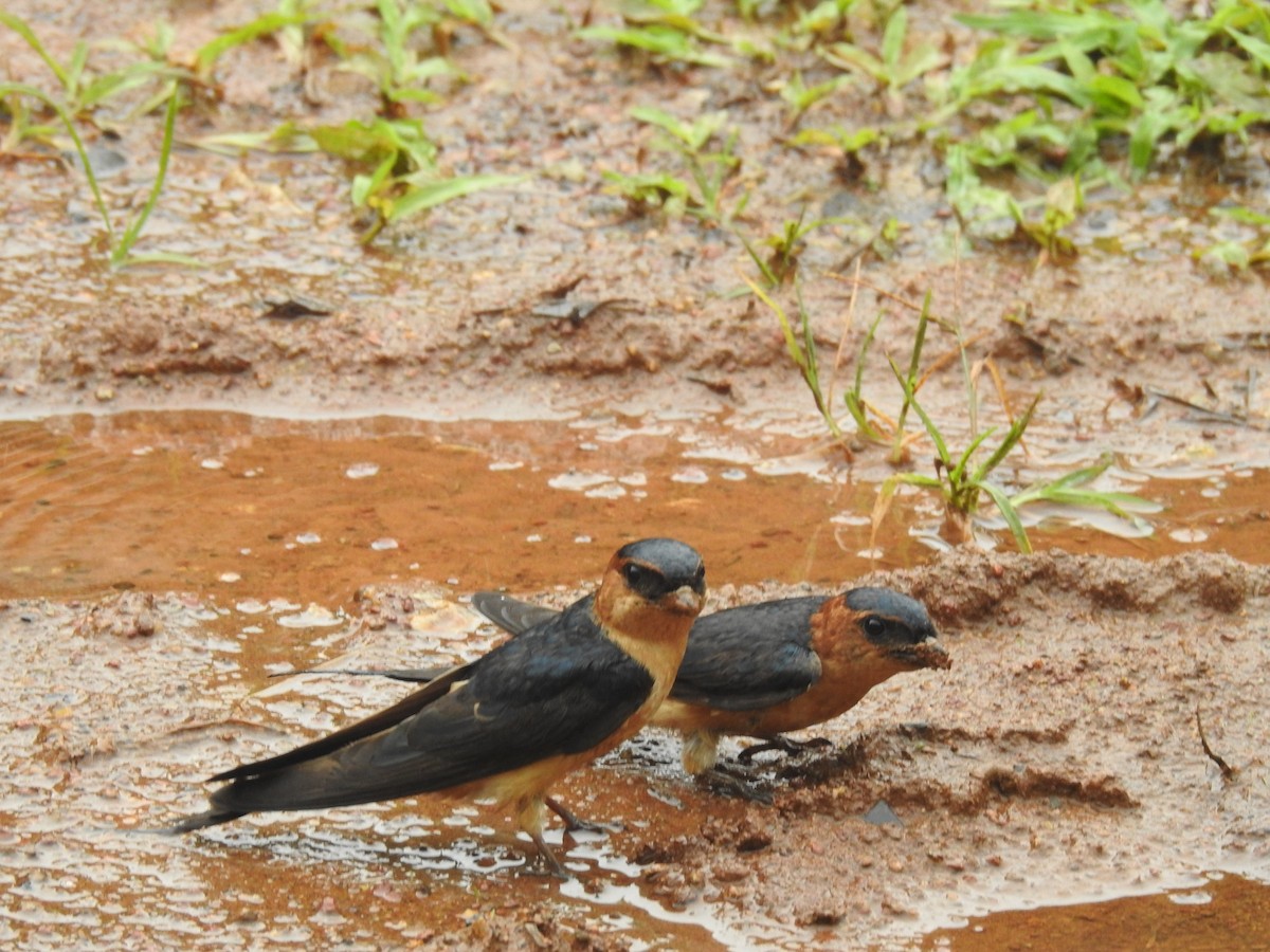 Red-rumped Swallow - ML608926079