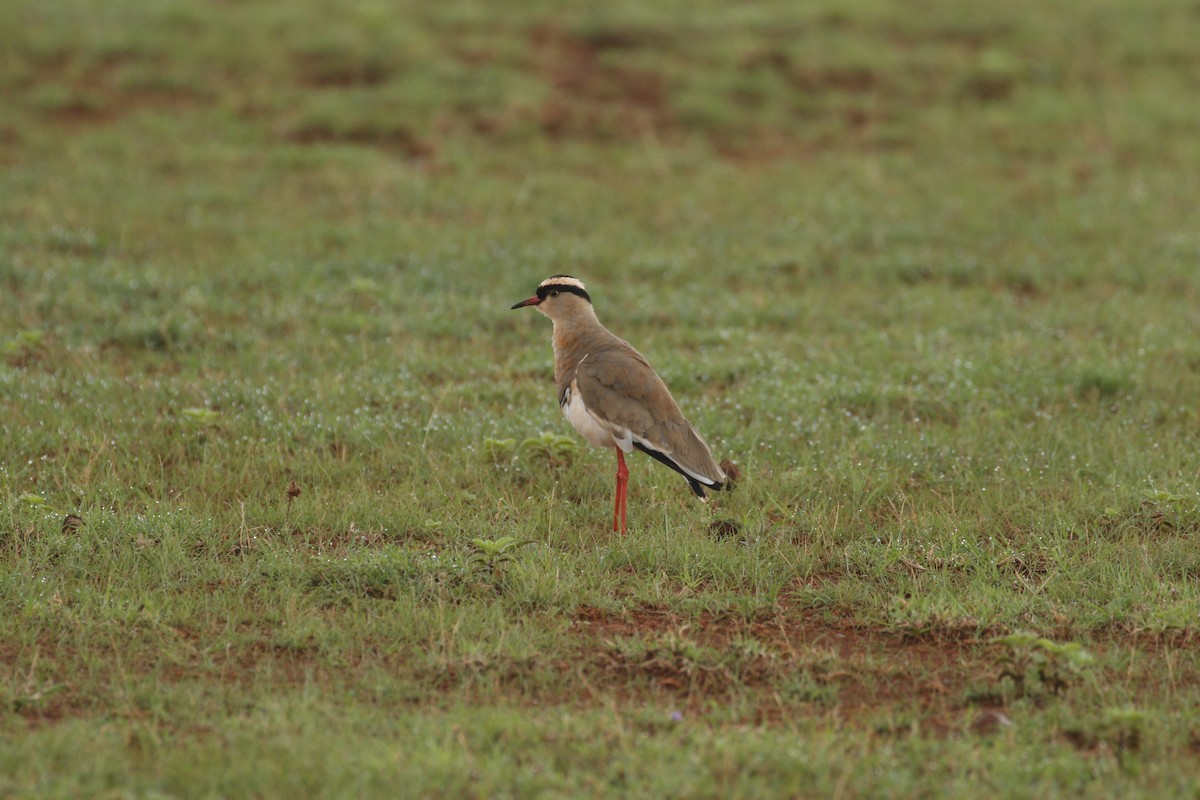 Crowned Lapwing - ML608926491