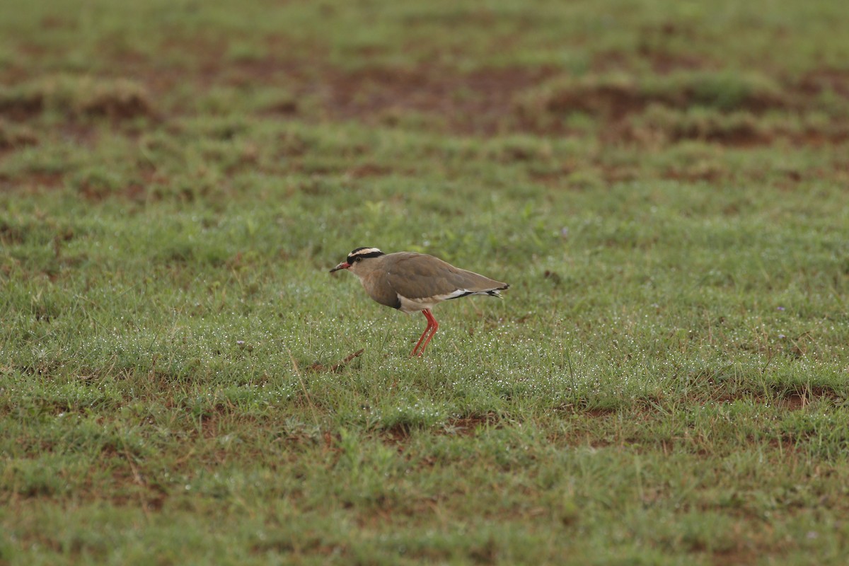Crowned Lapwing - ML608926492