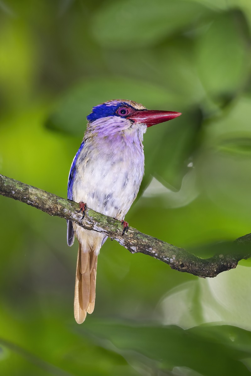 Sulawesi Lilac Kingfisher - ML608926542