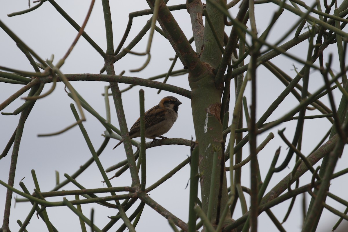 Shelley's Rufous Sparrow - ML608926629
