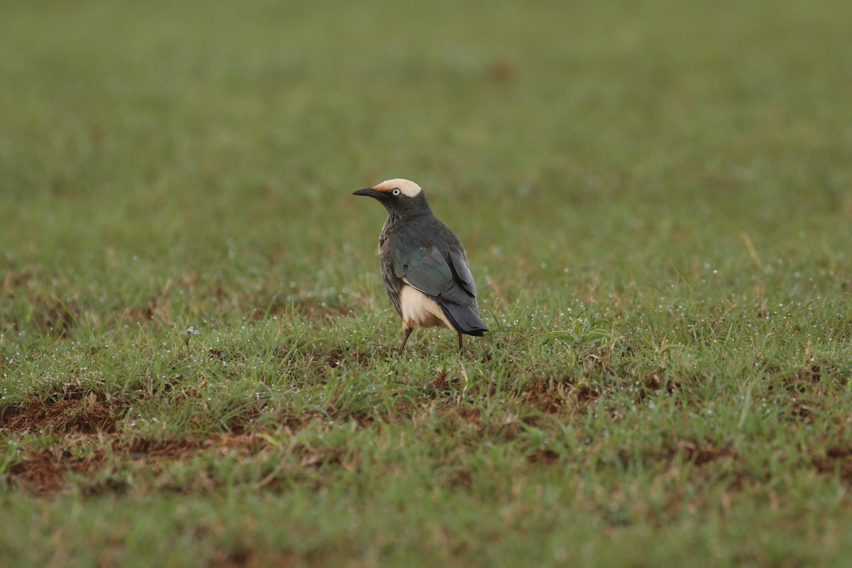 White-crowned Starling - ML608926708