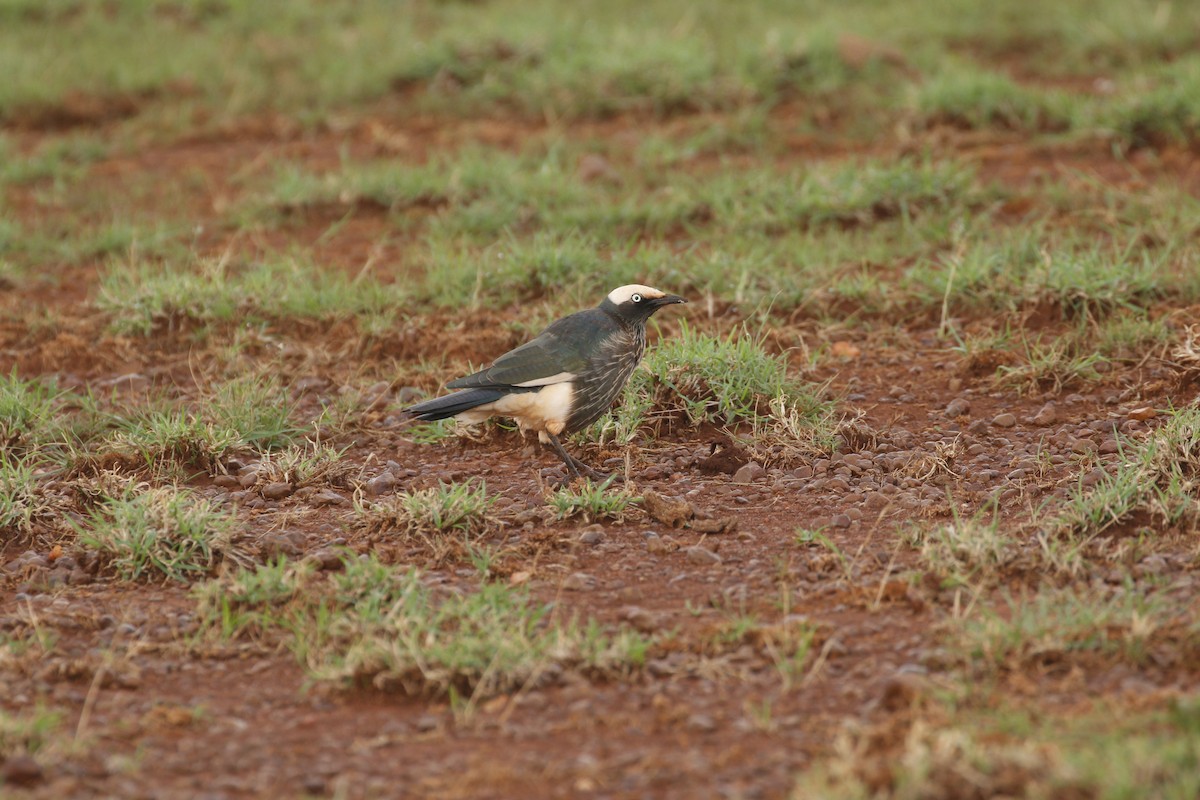 White-crowned Starling - ML608926709