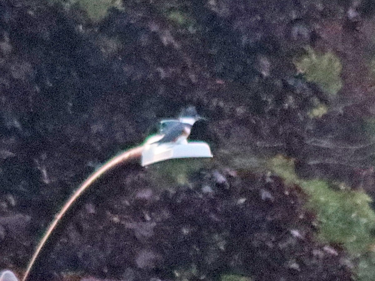 Belted Kingfisher - ML608926863