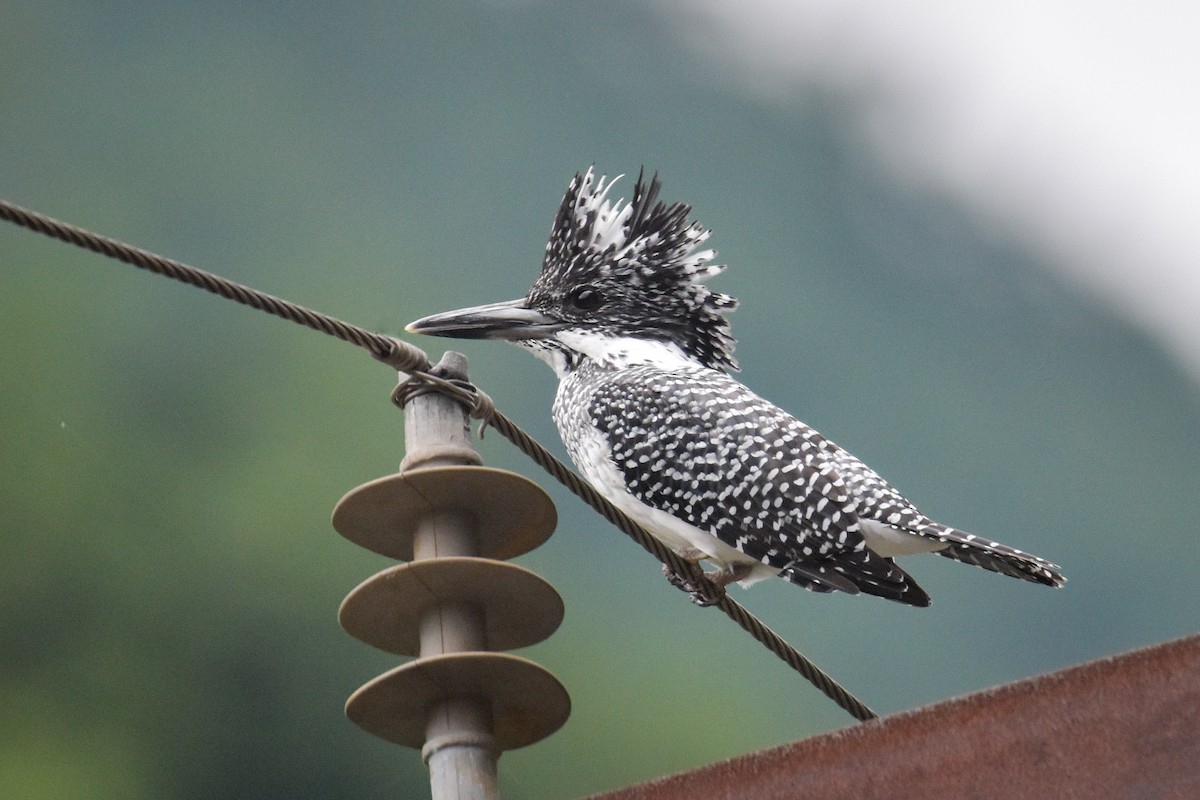 Crested Kingfisher - ML608927158