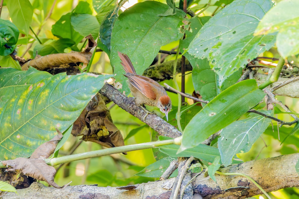 Scaled Spinetail - ML608927340