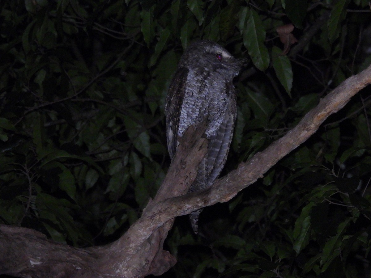 Marbled Frogmouth - ML608927401